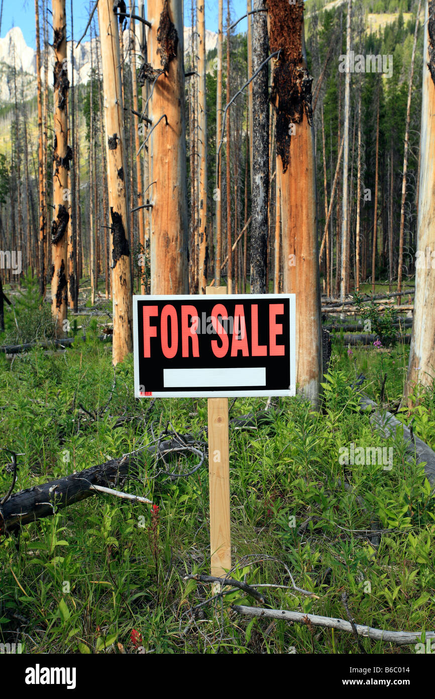 Arbres brûlés avec for sale sign in Banff National Park Alberta Canada Banque D'Images