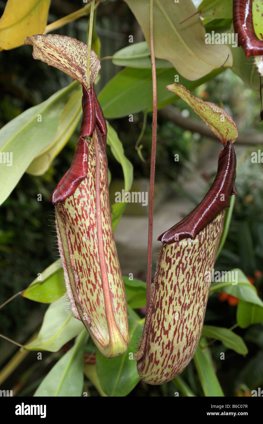 Monkey Cup, Tropical Sarracénie (Nepenthes intermedia), pichets Banque D'Images