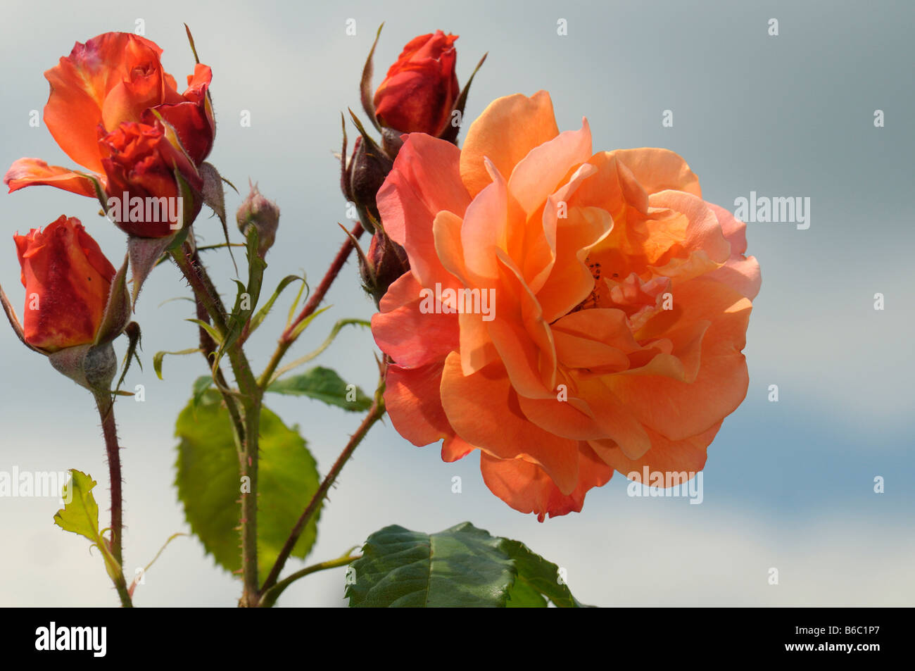 Rose (Rosa sp.), la variété : Westerland, branche avec des fleurs et bourgeons Banque D'Images