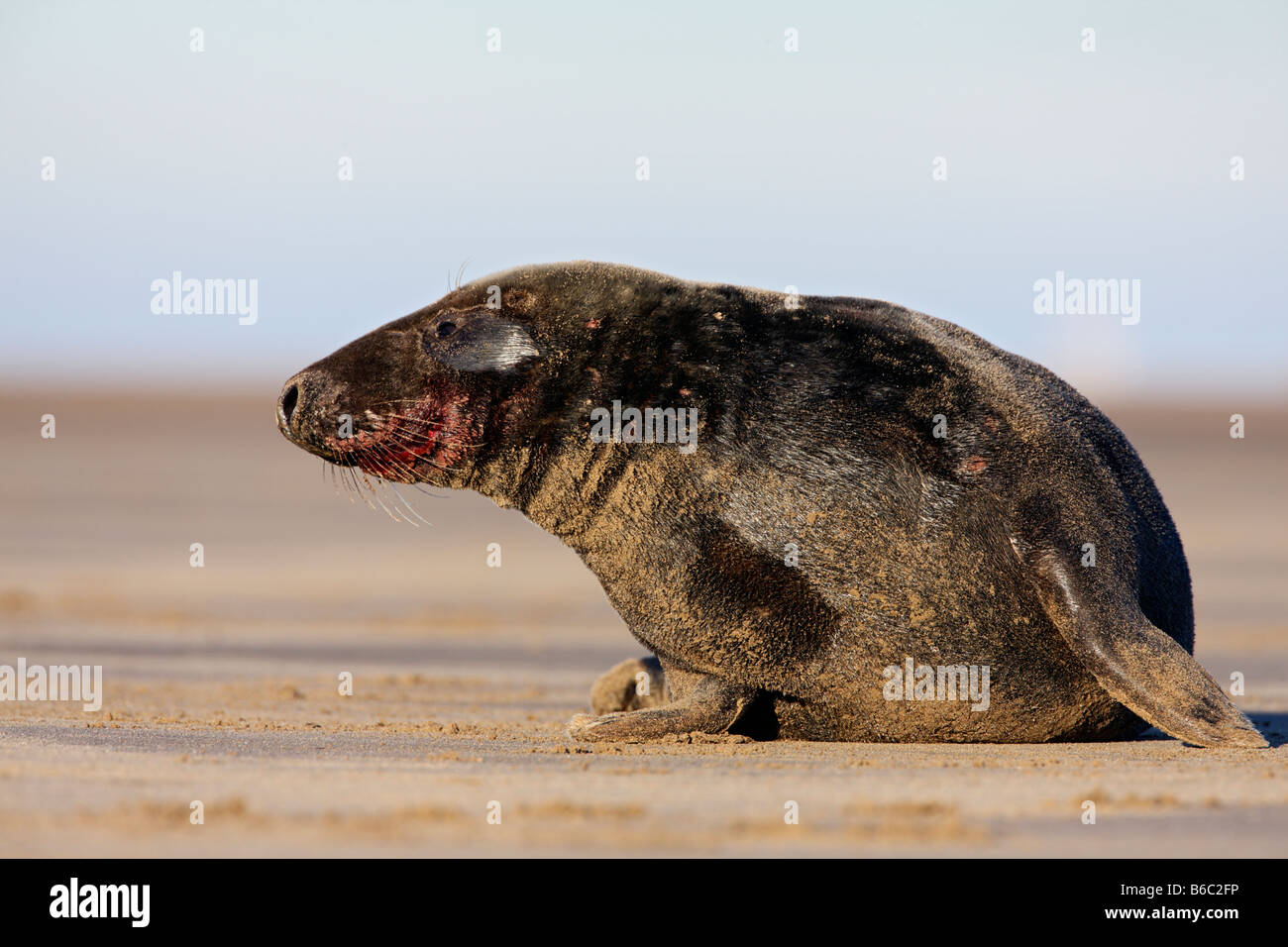 Phoque gris Halichoerus grypus close up Donna Nook Lincolnshire Banque D'Images