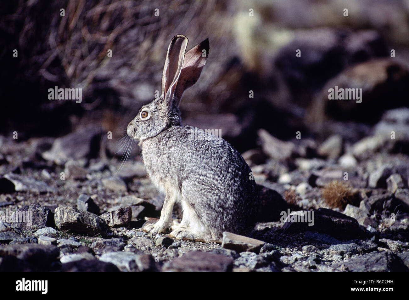Wild Jack Rabbit camouflé dans le désert Banque D'Images