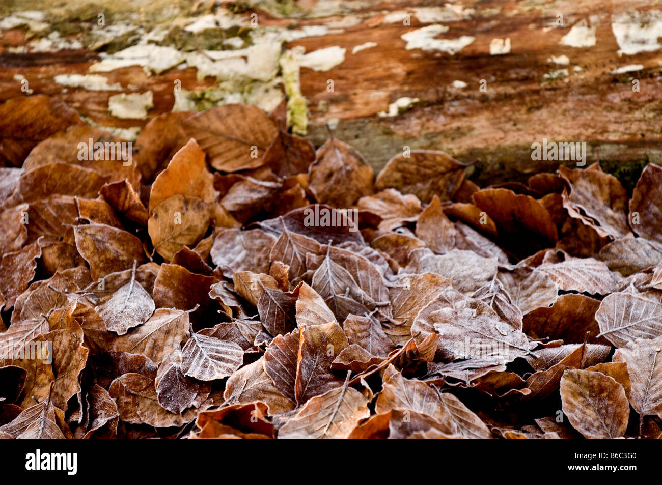 Les feuilles des arbres Hêtre cuivre sur le terrain en Thorndon Park dans l'Essex. Banque D'Images