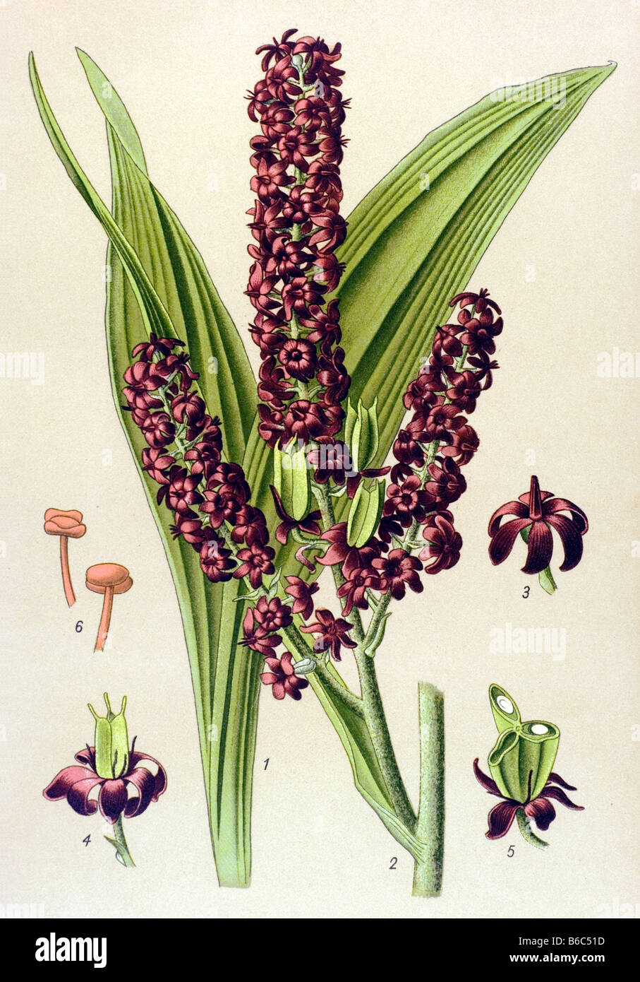 Veratrum nigrum, Black Hellebore, illustrations des plantes toxiques Banque D'Images