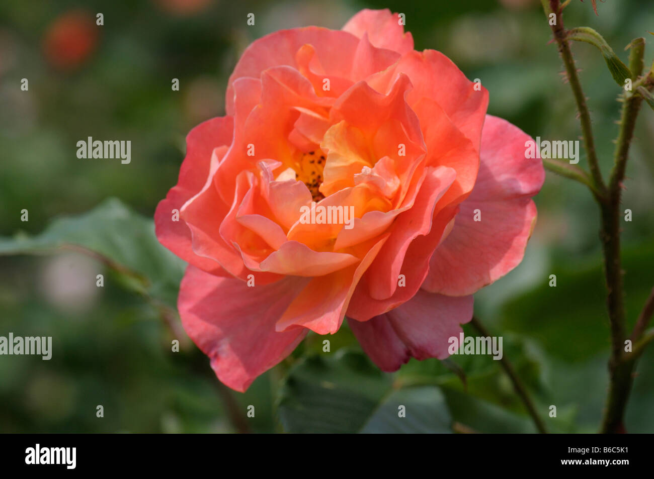 Rose (Rosa sp.), la variété : Westerland, fleur Banque D'Images