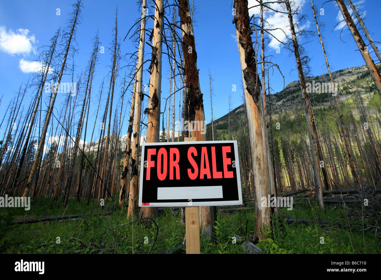 Arbres brûlés avec for sale sign in Banff National Park Alberta Canada Banque D'Images