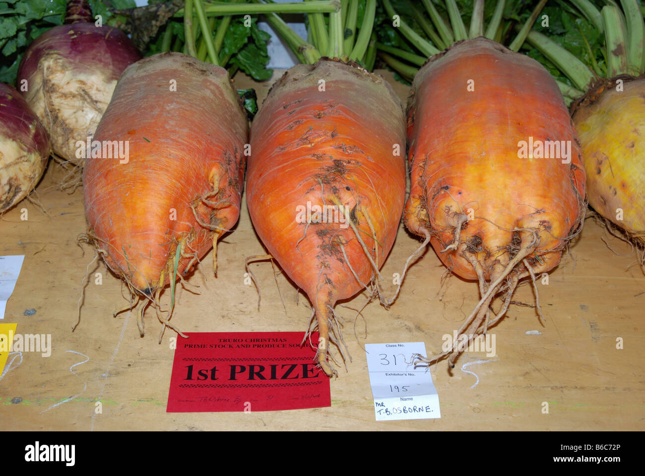 Légumes géants remportant le premier prix à un pays juste Banque D'Images