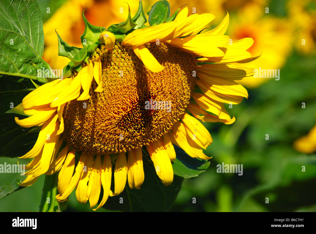 Trille de tournesol dans un champ du Kansas Banque D'Images