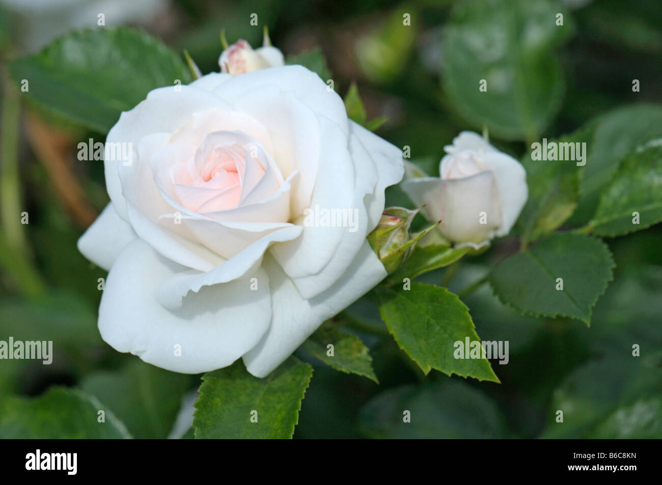 Rose (Rosa sp.), la variété : aspirine, fleur et bud Banque D'Images