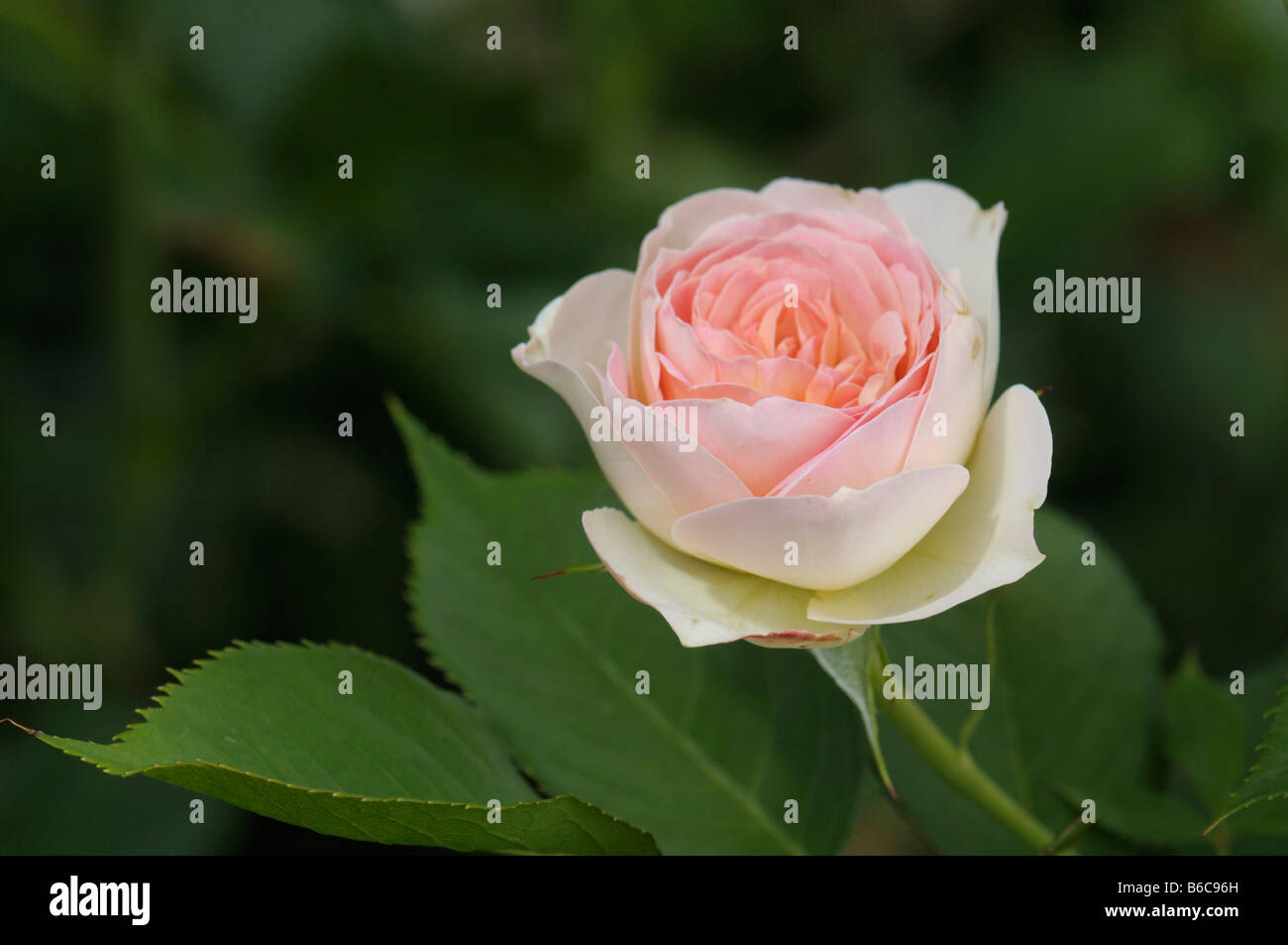 Rose (Rosa sp.), la variété : Pastella, fleur Banque D'Images