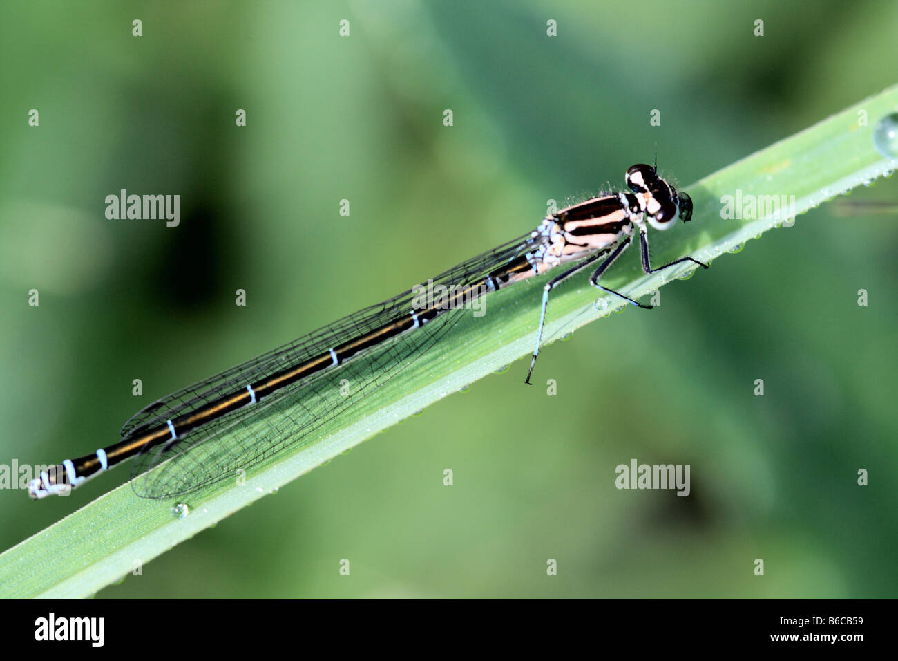 Demoiselle Coenagrion lunulatum irlandais sur une herbe avec des gouttes de pluie Banque D'Images