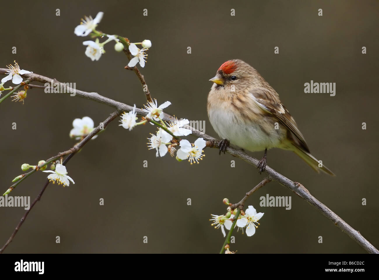 Sizerin flammé Carduelis flammea Mealy commun Banque D'Images