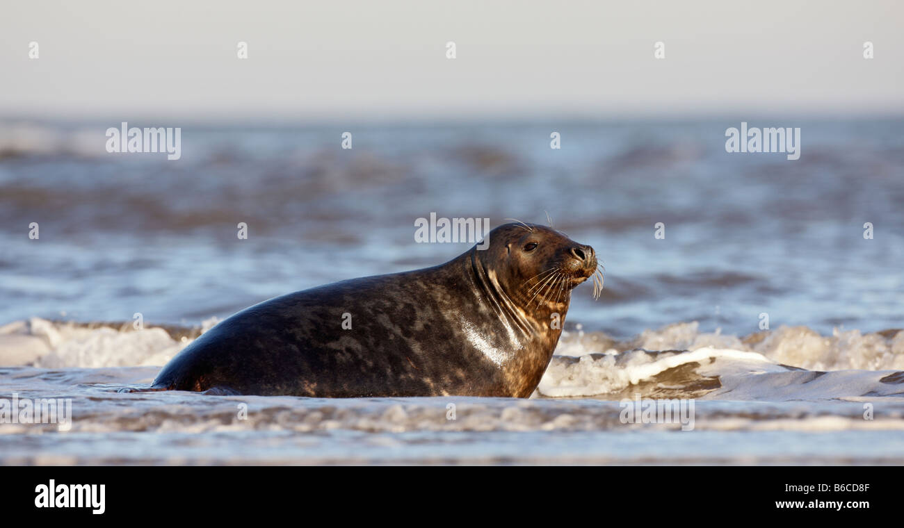 Phoque gris Halichoerus grypus en surf Donna Nook Lincolnshire Banque D'Images