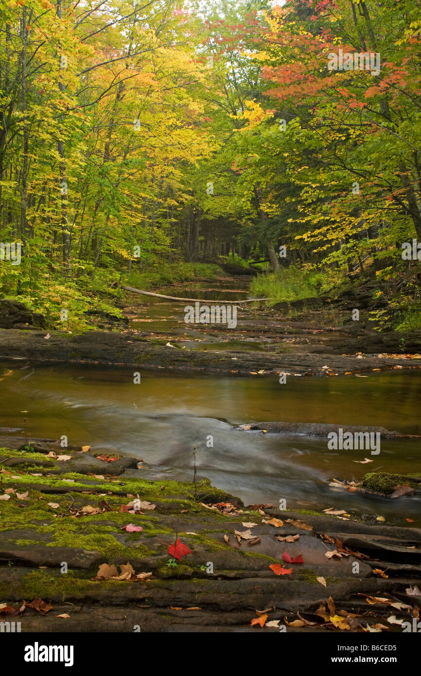 MICHIGAN - la couleur de l'automne le long d'un petit ruisseau passe sur l'Pinkerton sentier dans la montagnes Porcupine Wilderness State Park. Banque D'Images