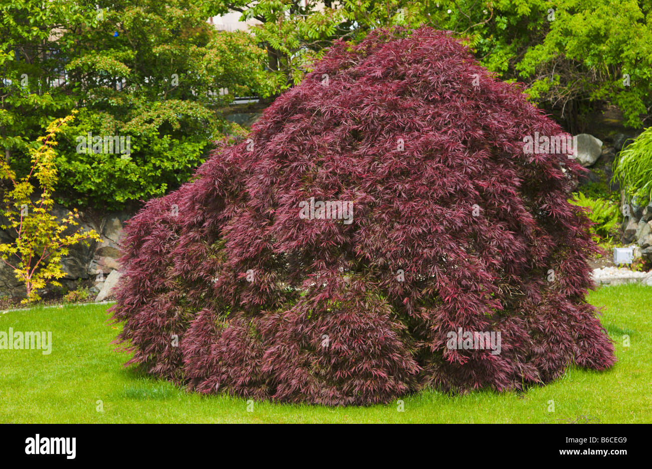 Purple maple tree acer palmatum Banque de photographies et d’images à ...