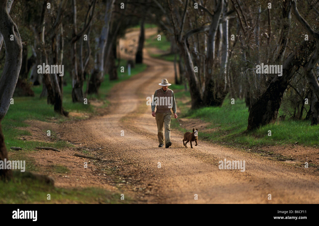 Man Walking dog le long de routes de campagne, en Australie Banque D'Images