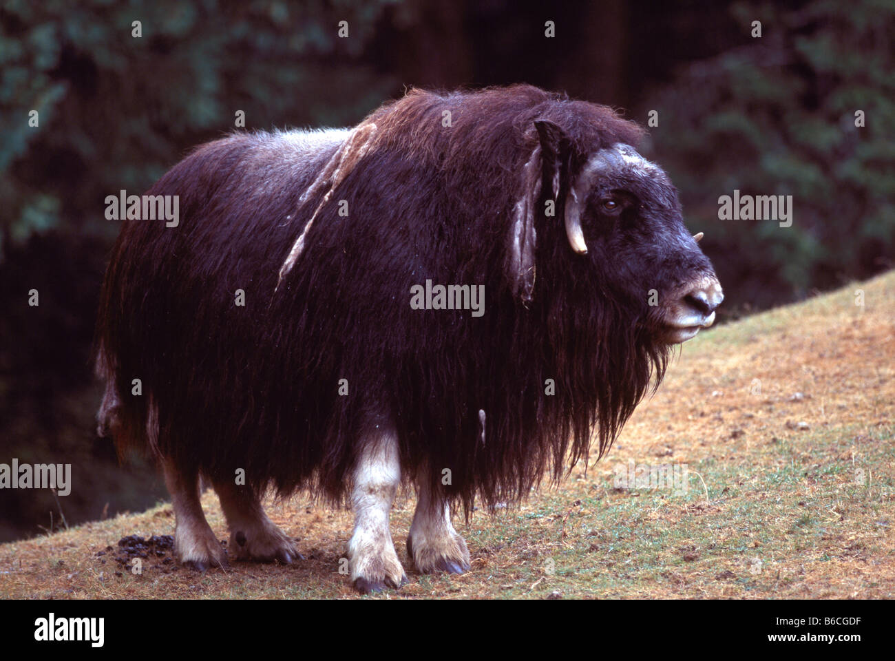 Le Boeuf musqué (Ovibos moschatus) Banque D'Images