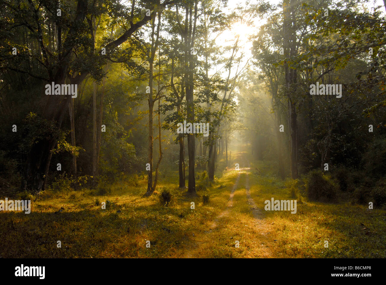 Sanctuaire de faune de THOLPETTY DANS WAYANAD KERALA Banque D'Images