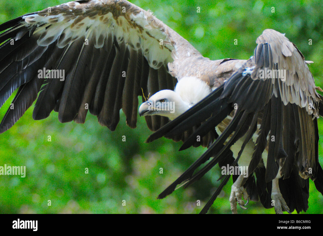 Close-up de vautour fauve (Gyps fulvus) flying Banque D'Images