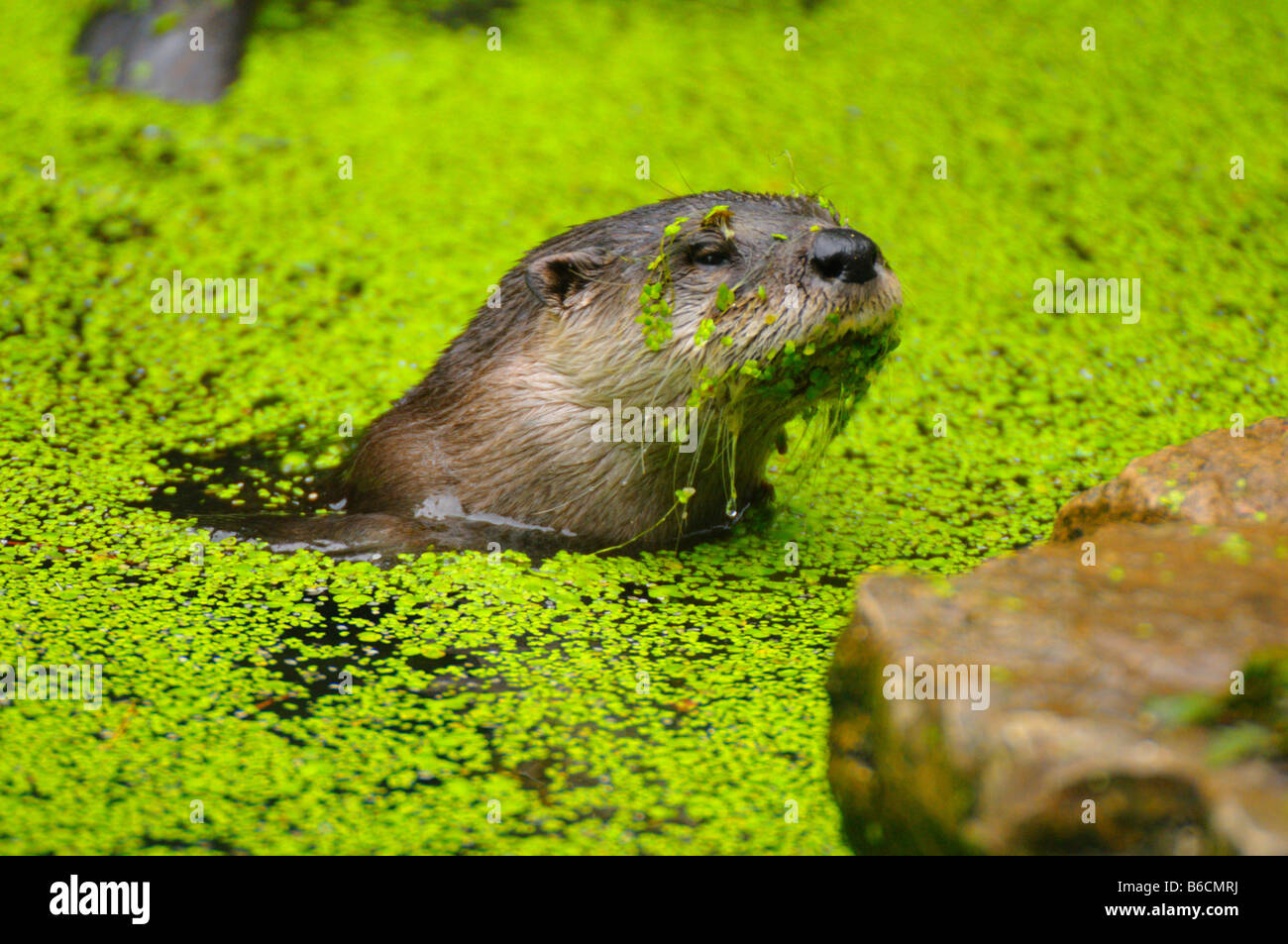 Rivière européenne loutre (Lutra lutra) dans la région de River Banque D'Images