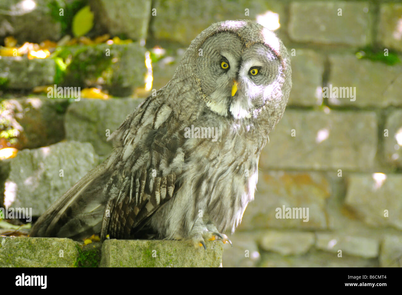 Close-up de la chouette lapone (Strix nebulosa) Banque D'Images