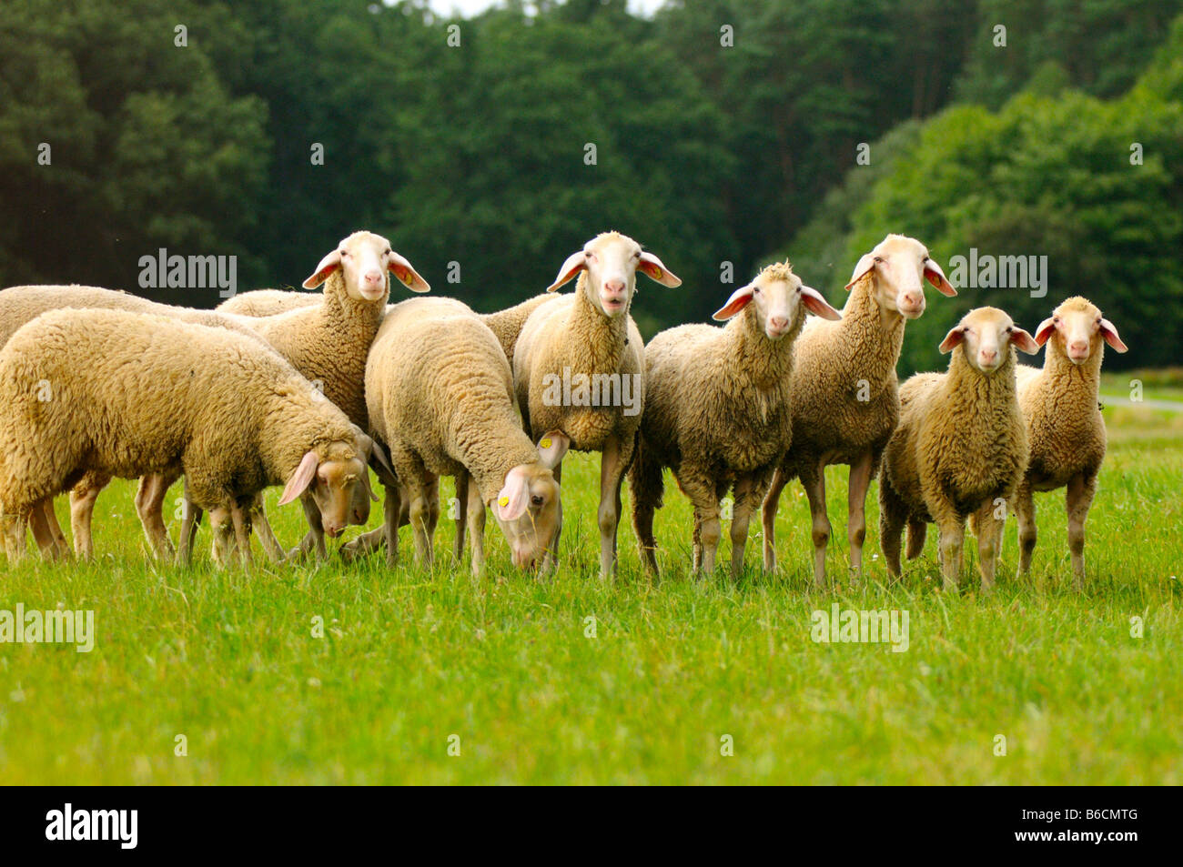 Troupeau de moutons domestiques (Ovis aries) dans la zone, Bavière, Allemagne Banque D'Images