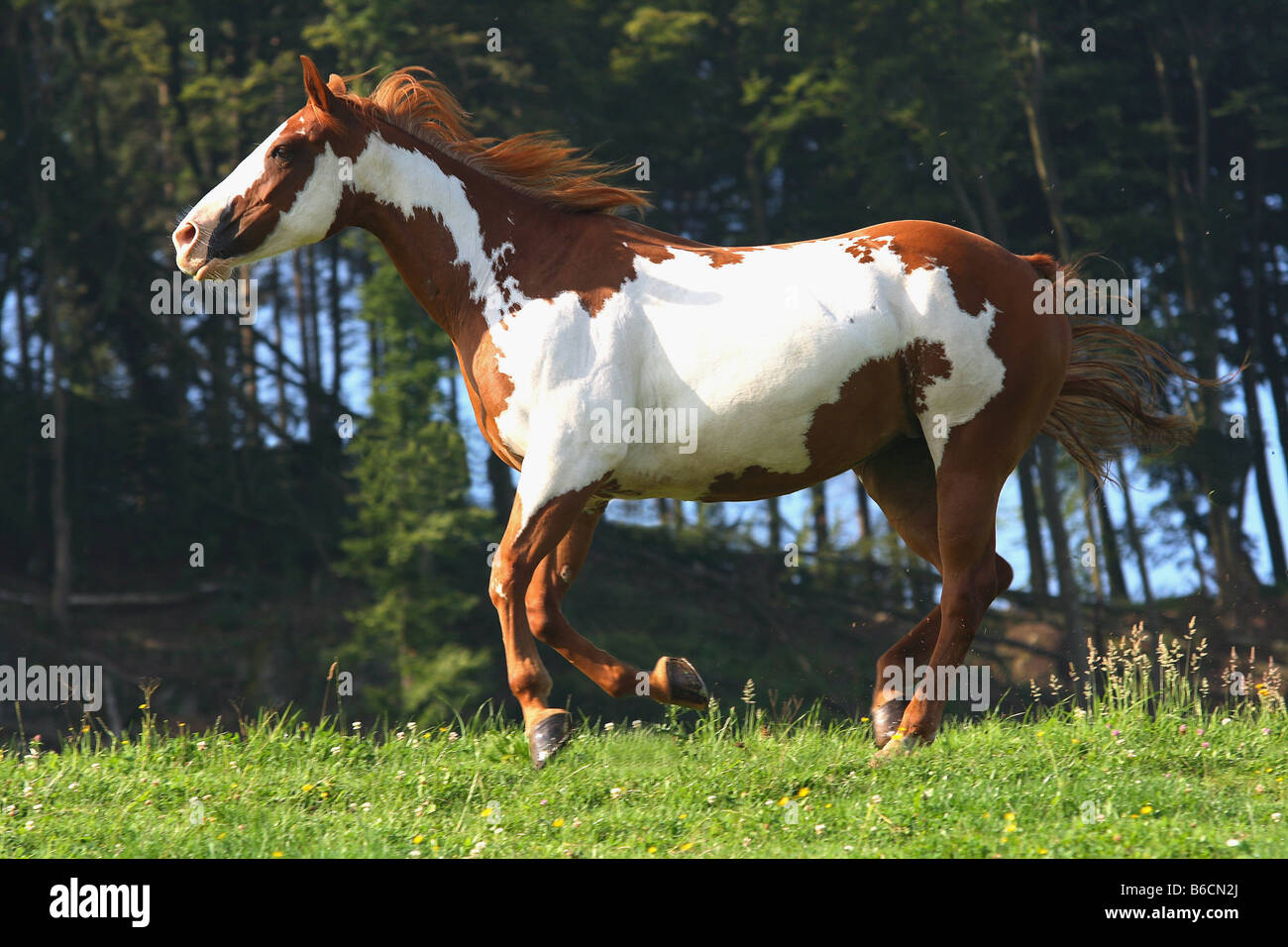 American Paint horse galoper dans le champ Banque D'Images