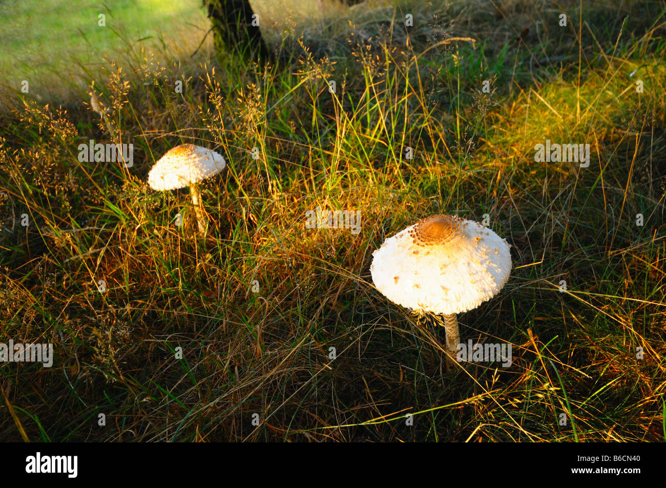 Parasol de champignons (Macrolepiota procera) growing in field, Bavière, Allemagne Banque D'Images