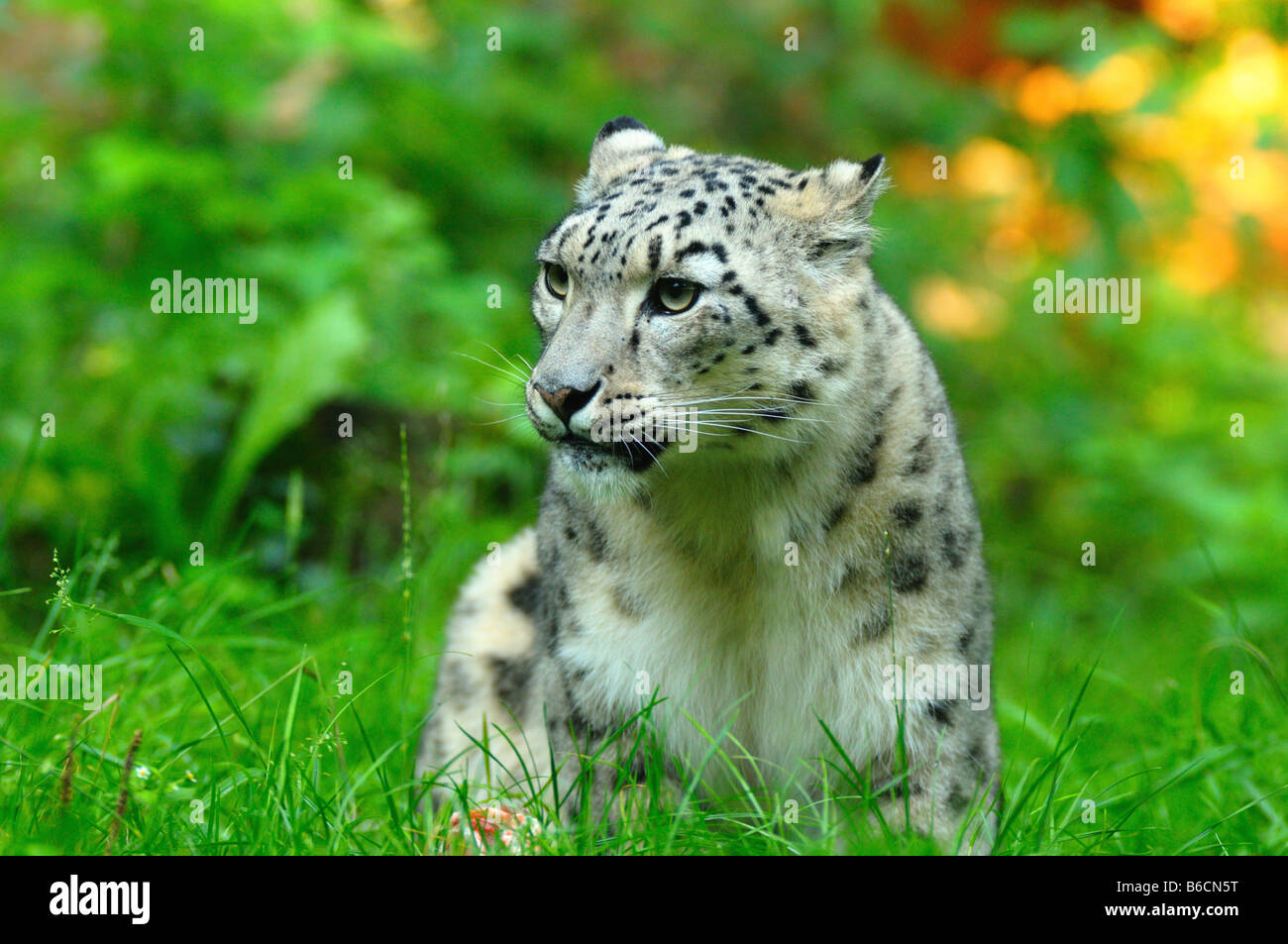 Close-up de léopard des neiges (Uncia uncia) sitting in field Banque D'Images