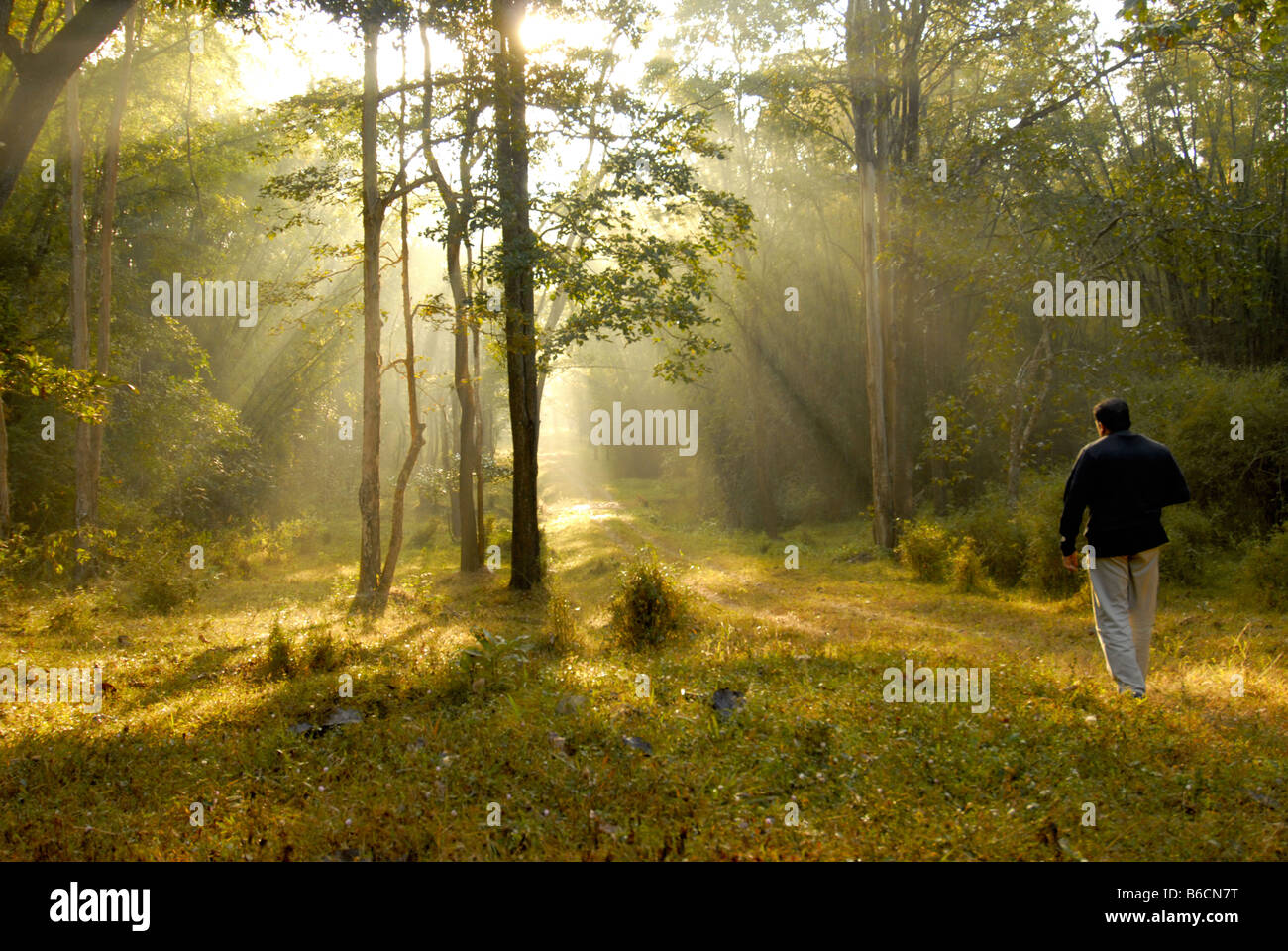 Sanctuaire de faune de THOLPETTY DANS WAYANAD KERALA Banque D'Images