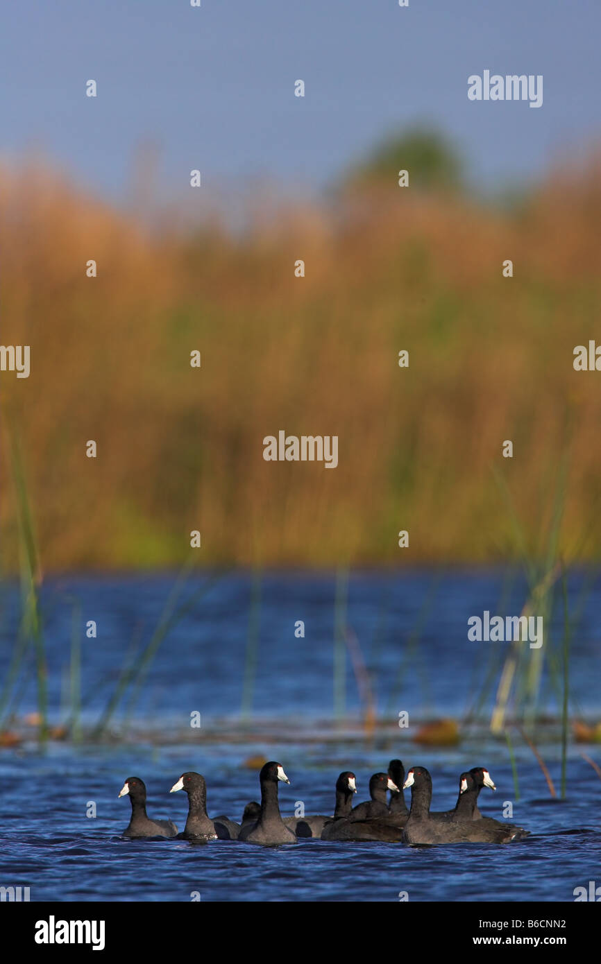 Troupeau de grues, nager dans le lac Banque D'Images