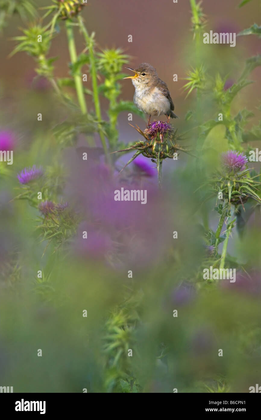 Close-up of Olivaceous Warbler (Hippolais Pallida) perching on flower Banque D'Images