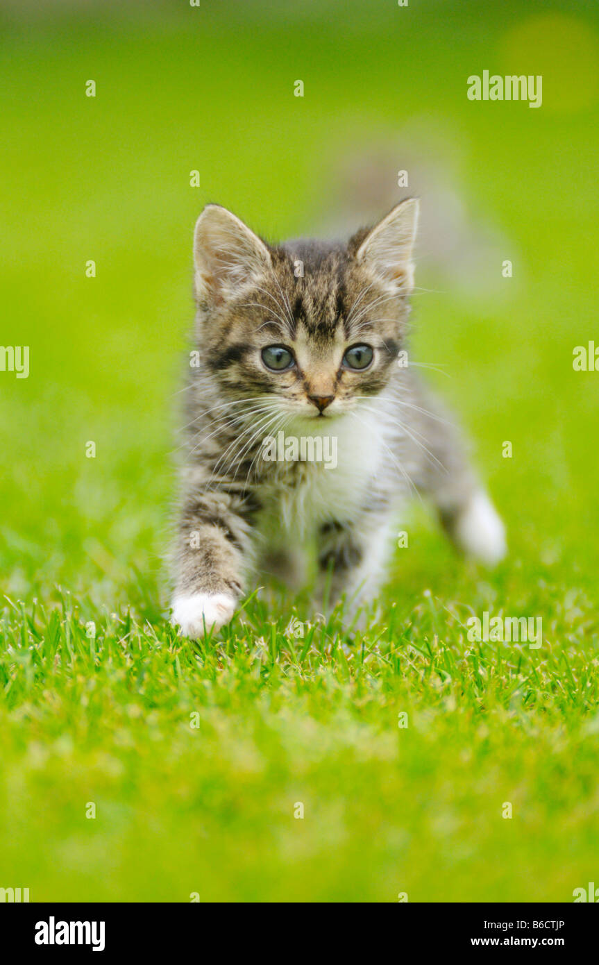 Close-up of kitten walking in field Banque D'Images