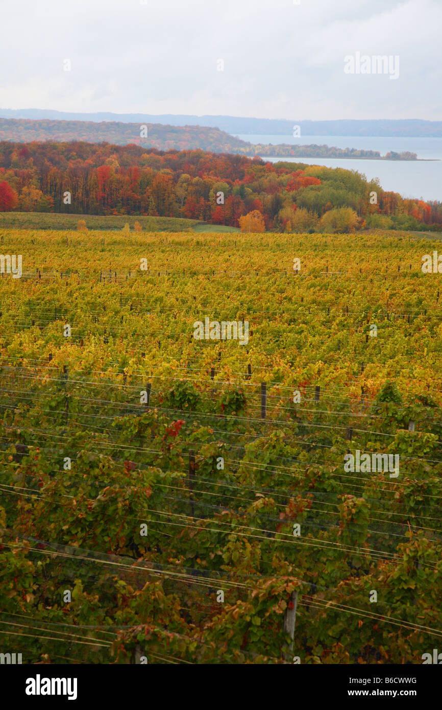 Un vignoble dans le nord du Michigan bercé dans les couleurs de l'automne Banque D'Images