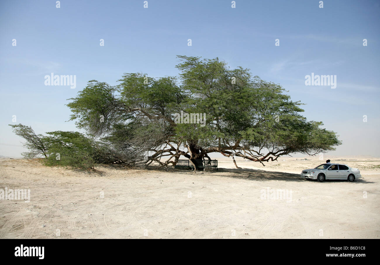 BRN, Bahreïn : Arbre de Vie, une merveille de la nature dans le désert : a 400 ans acacia Banque D'Images
