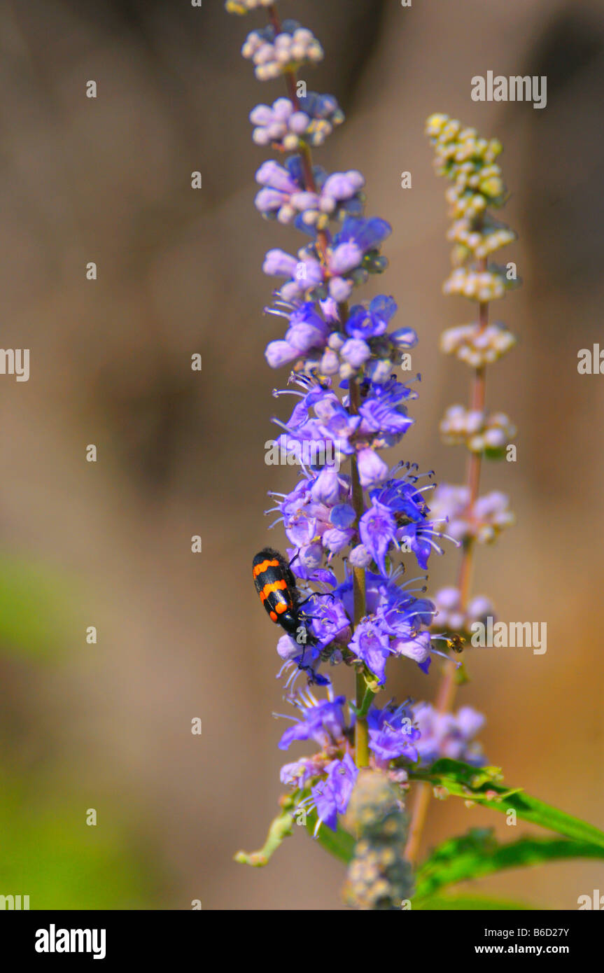 Close-up de Ponderosa sur fleurs gattilier (Vitex agnus-castus), Croatie Banque D'Images