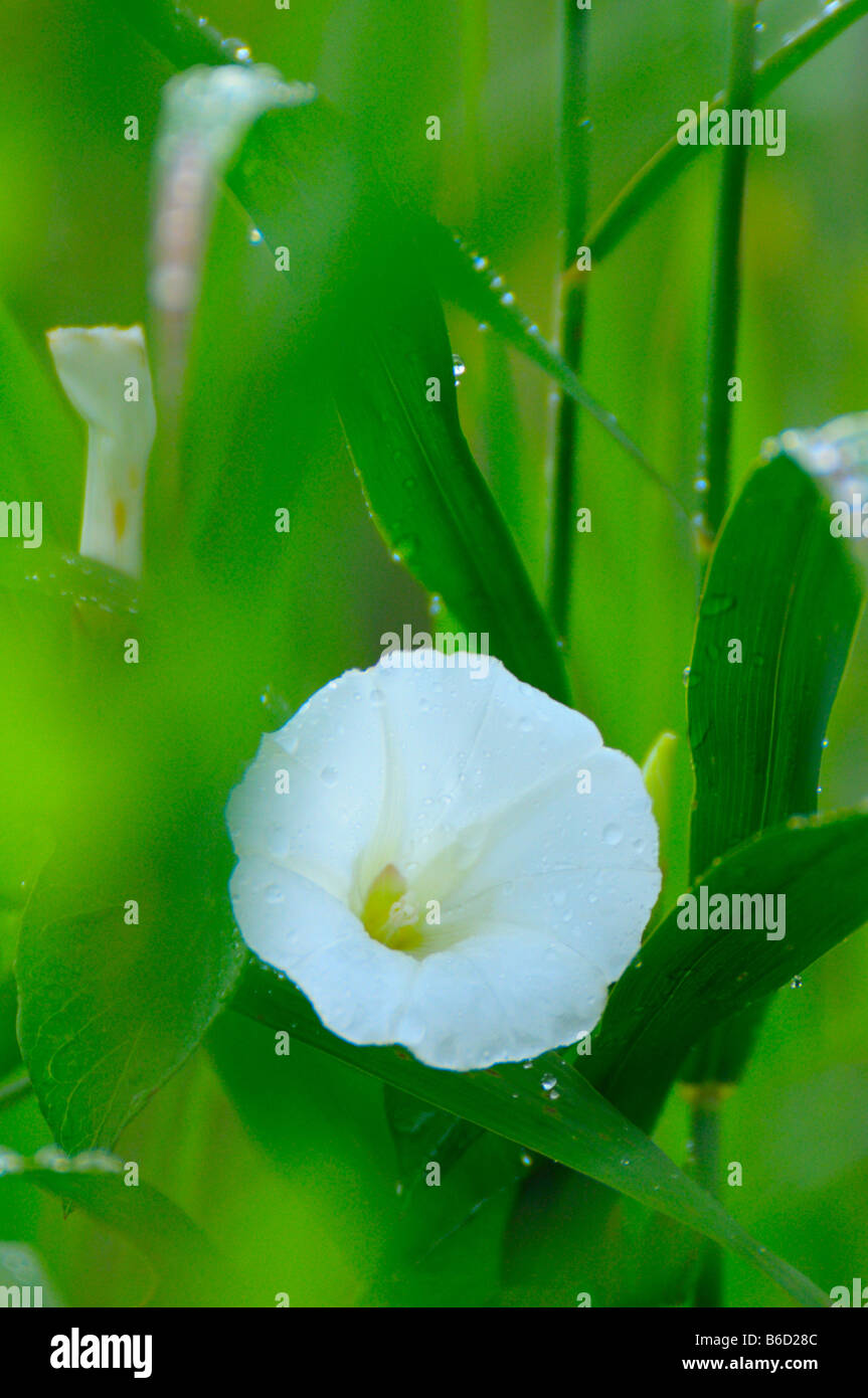 Close-up le liseron des champs (Convolvulus arvensis), Styrie, Autriche Banque D'Images
