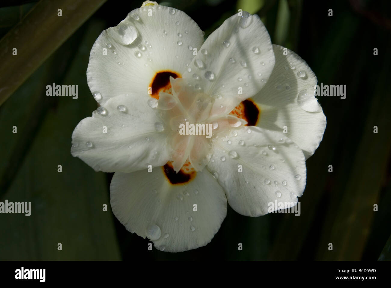 Dietes bicolor Banque D'Images