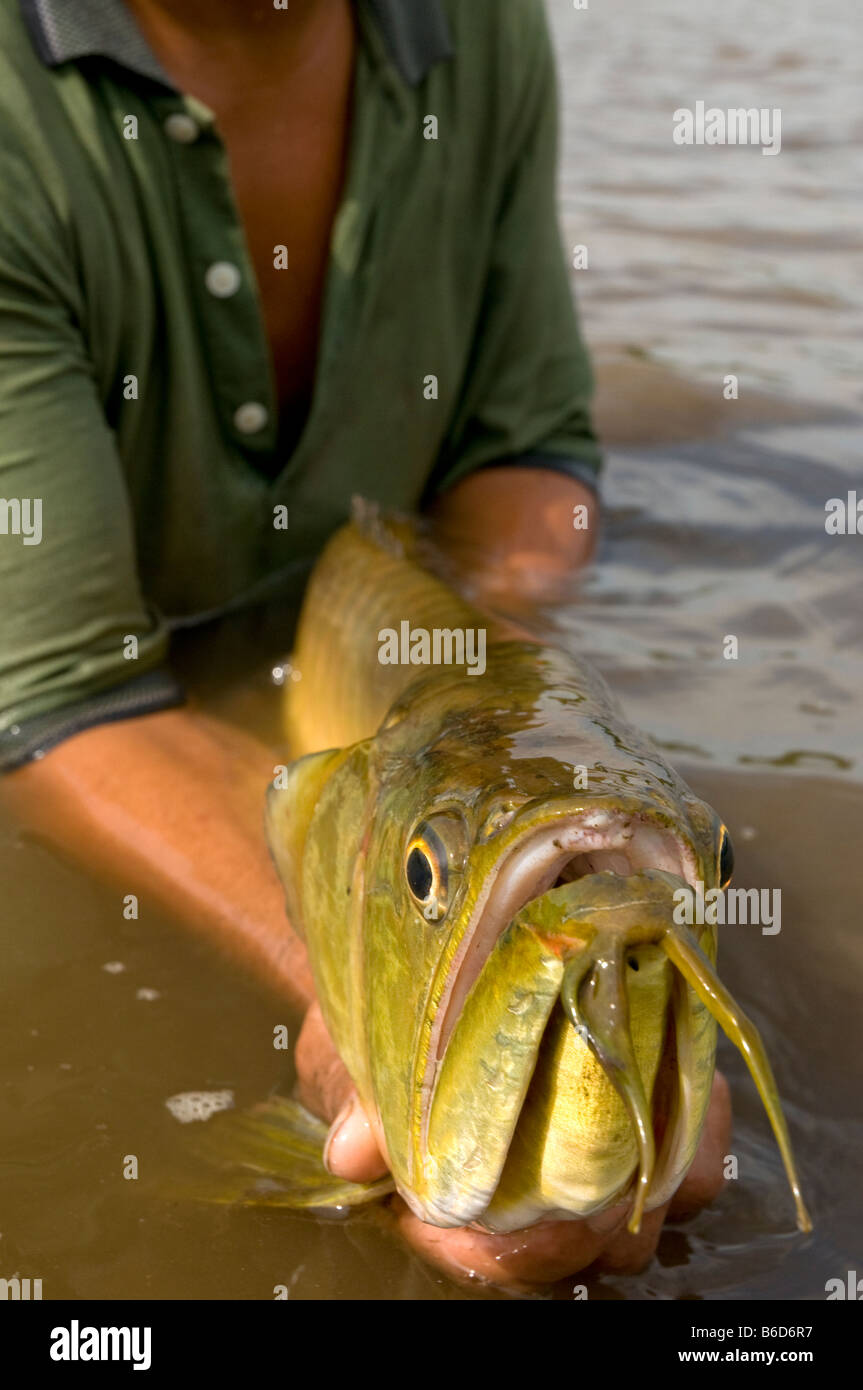 Arowana argenté ou Arahuana bicirrosum Osteoglossum poisson amazonien Banque D'Images