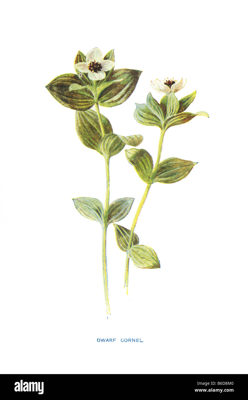 Dwarf Cornel cornus suecica 19e siècle Illustration Frederick Edward Hulme b1841 D1909 Banque D'Images