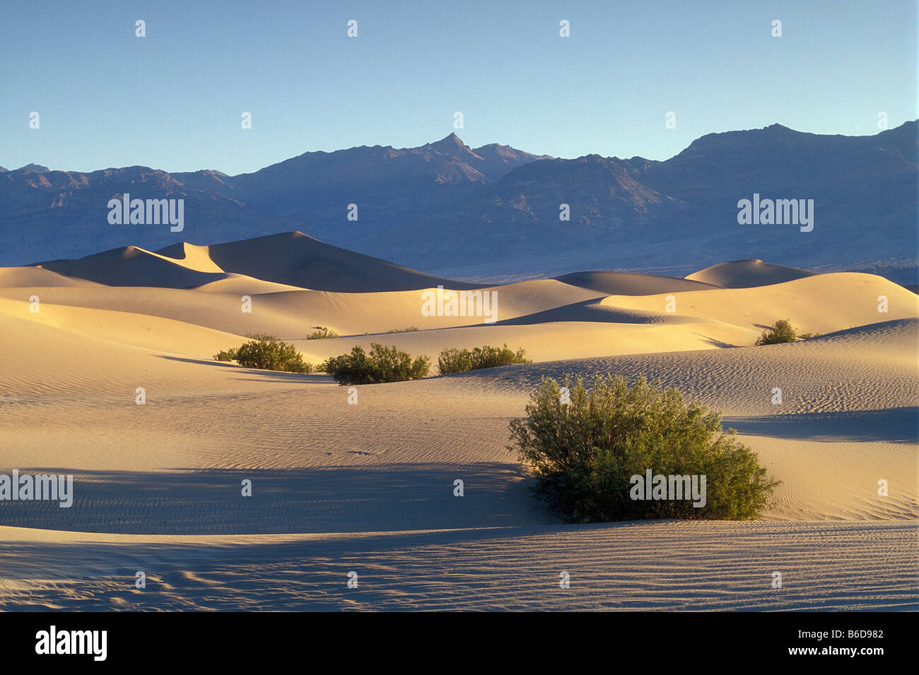 Télévision Mesquite Sand Dunes, Buissons de créosote et Grapevine Mountains ; Death Valley National Park, California, USA. Banque D'Images