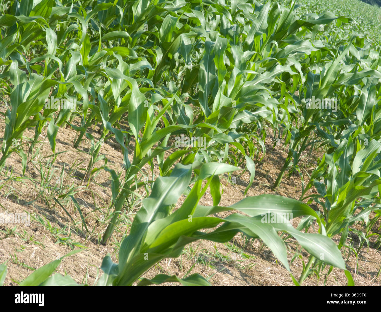 Domaine de l'agriculture commerciale de jeunes plantes de maïs Banque D'Images