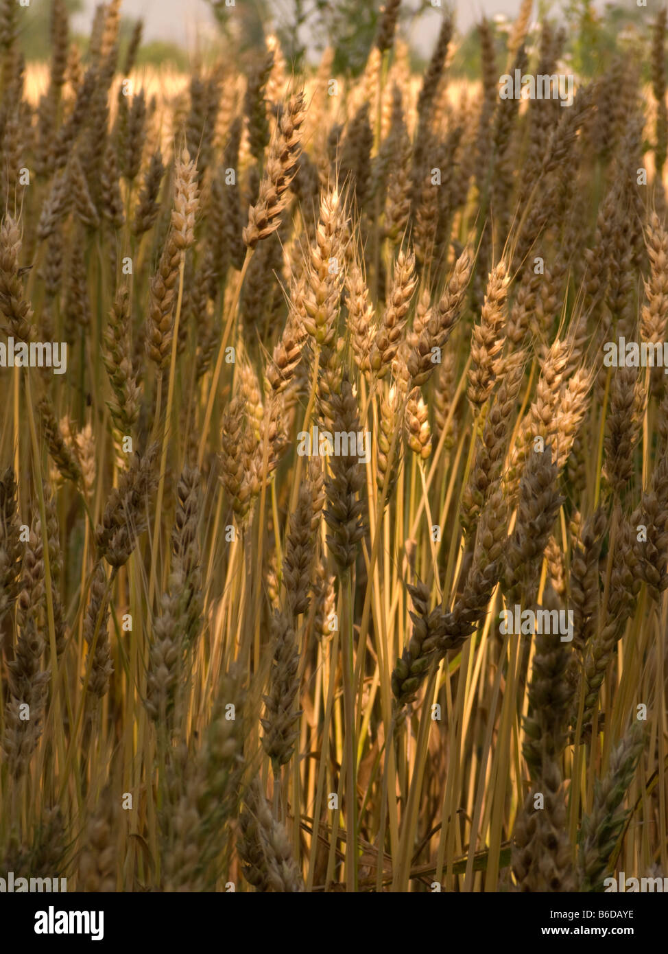 Gaines de blé de l'agriculture commerciale Banque D'Images