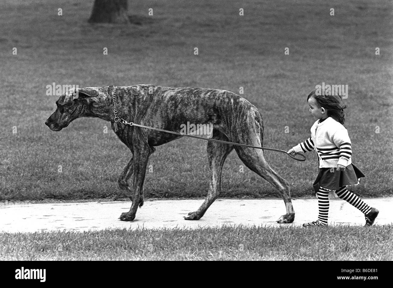 Un chien lévrier en tenant une jeune fille pour une marche en laisse dans un parc de Londres Banque D'Images