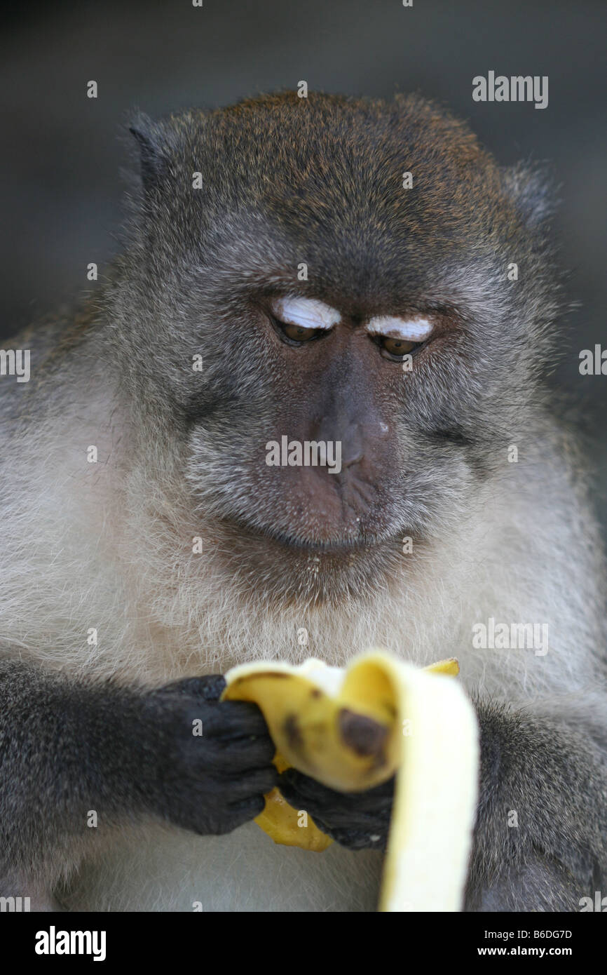 Bonnes nouvelles de singe Banque D'Images