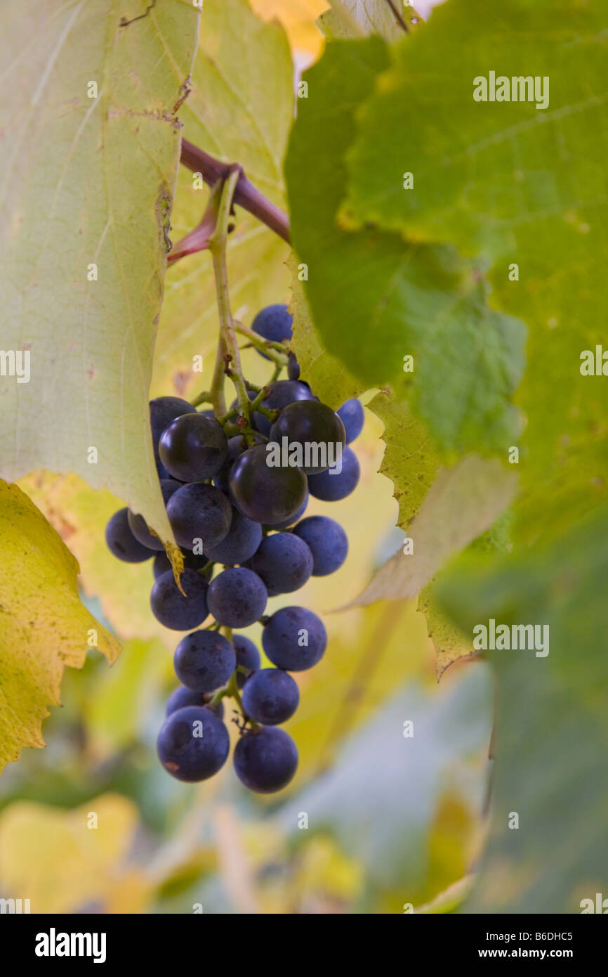 Grappe de raisins sur la vigne dans la région des lacs Finger de l'État de New York Banque D'Images