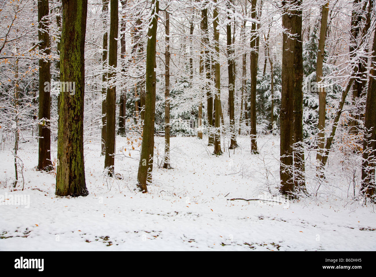 L'hiver à Chestnut Ridge Park à Erie County dans l'ouest de l'État de New York Banque D'Images