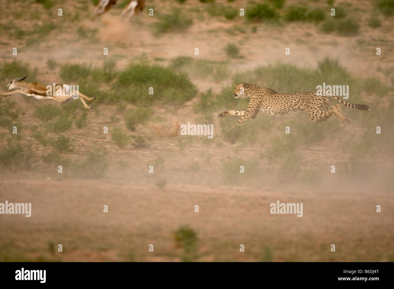 L'Afrique du Kgalagadi Transfrontier Park Cheetah Acinonyx jubatas exécuté après avoir fui de Springbok troupeau Banque D'Images