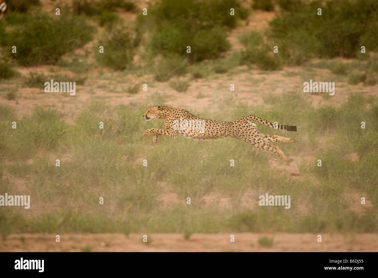 L'Afrique du Kgalagadi Transfrontier Park Cheetah Acinonyx jubatas exécuté après avoir fui de Springbok troupeau Banque D'Images