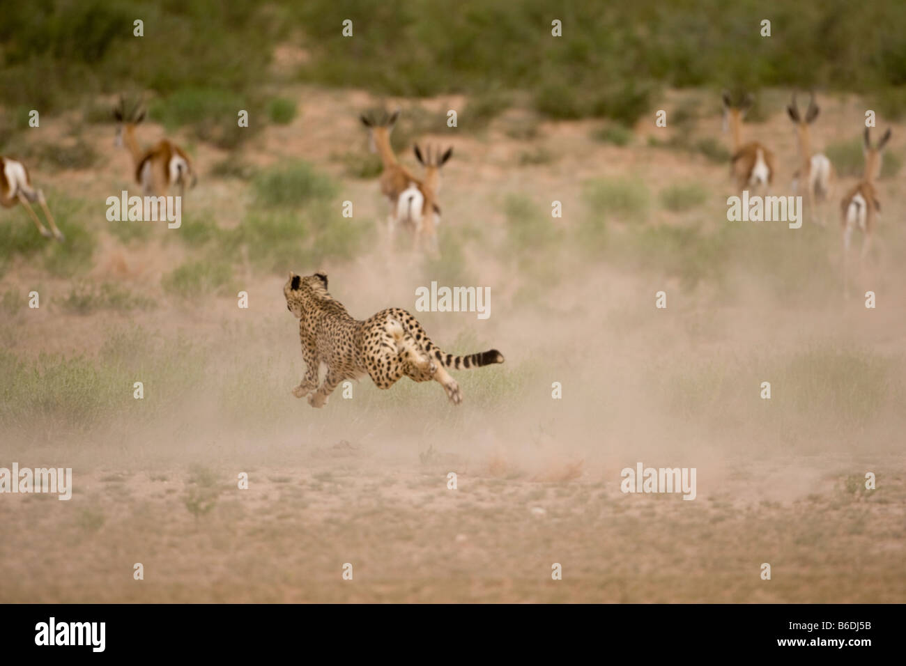L'Afrique du Kgalagadi Transfrontier Park Cheetah Acinonyx jubatas exécuté après avoir fui de Springbok troupeau Banque D'Images