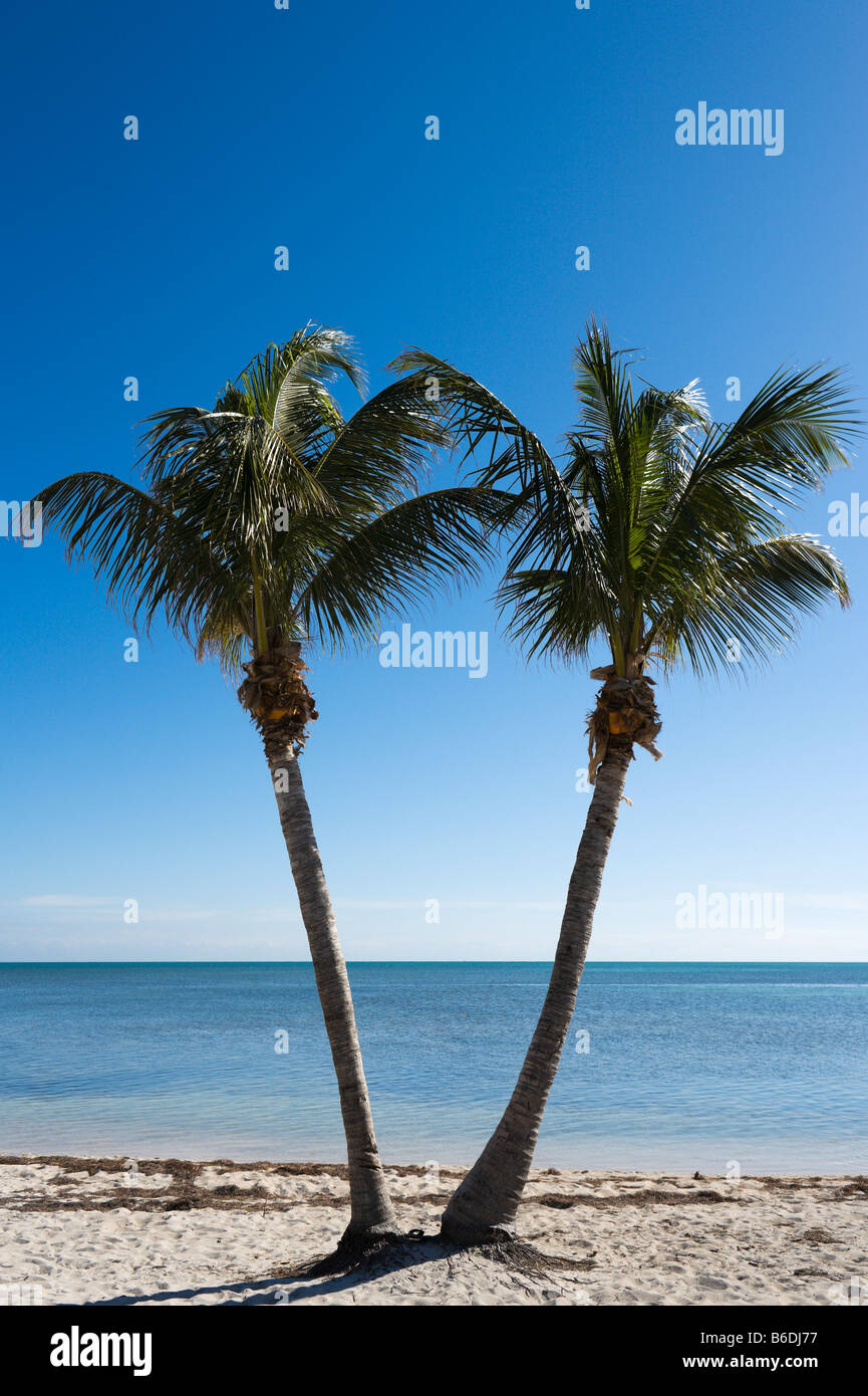 Deux palmiers sur la plage de Veterans Memorial Park, Little Duck Key, Florida Keys, USA Banque D'Images